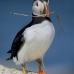 puffin_atlantic_msi_v_1545_can1166.jpg